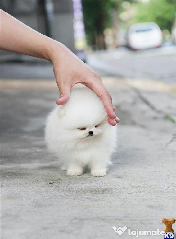 Pomeranian boo tip ursulet