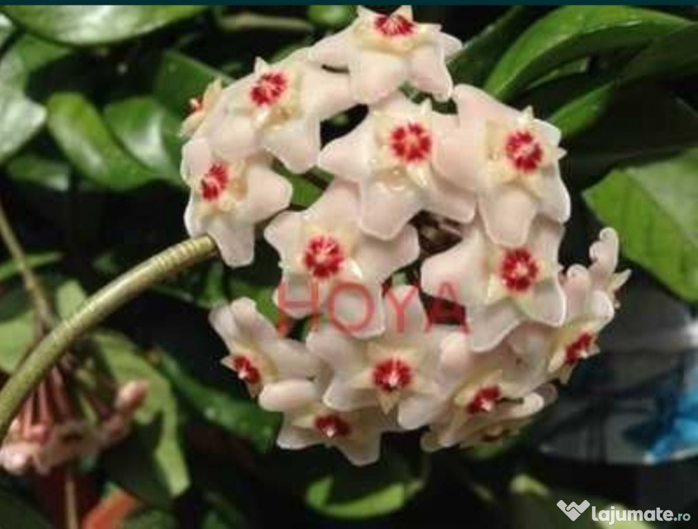 Plante Hoya Carnosa