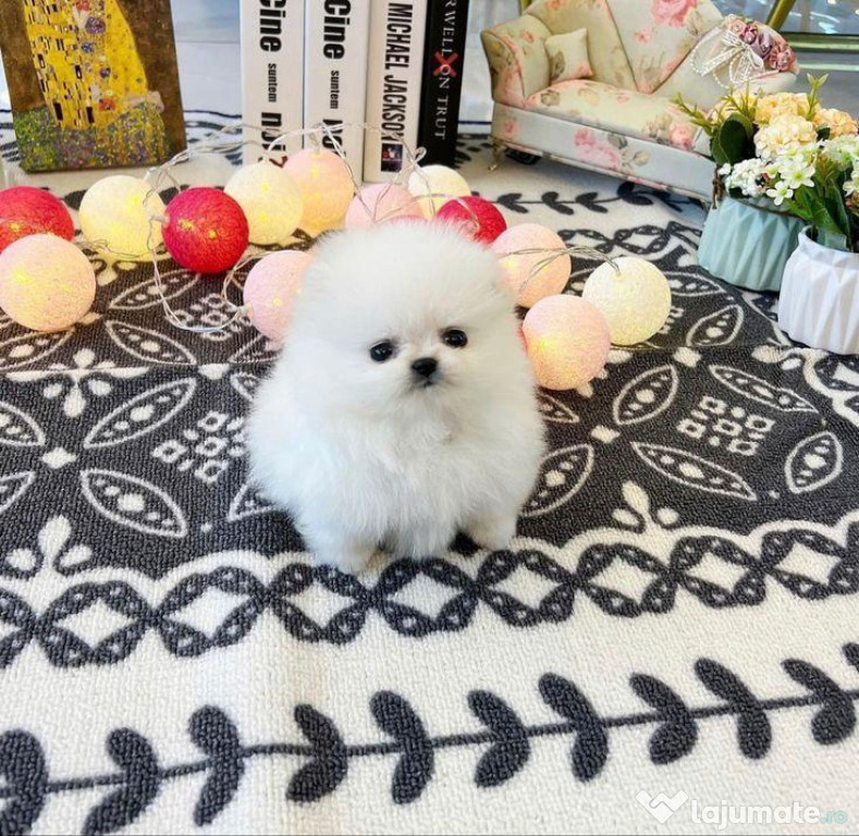Pomeranian talie mica ursuleț