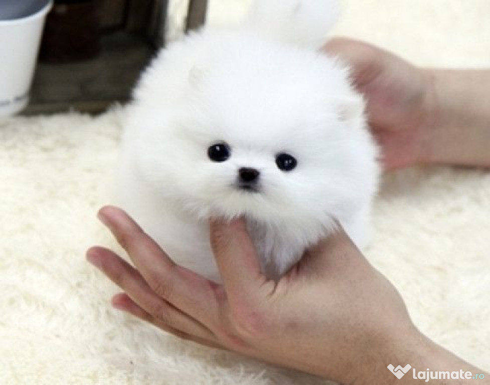 Pomeranian mini talie mica