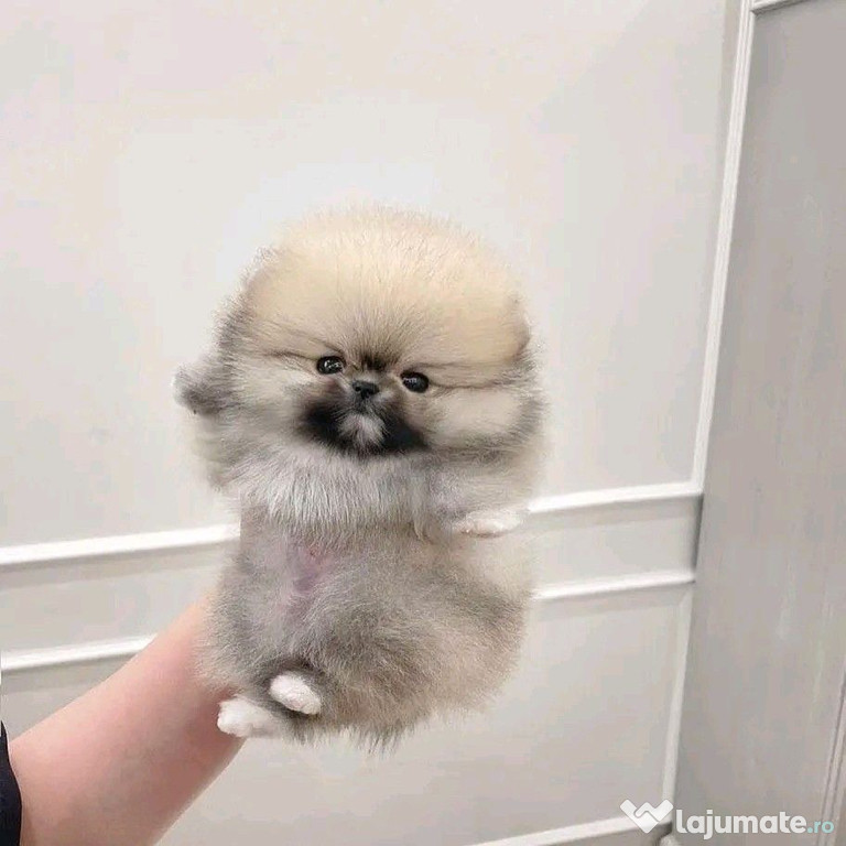 Pomeranian boo ursulețul de poșetă
