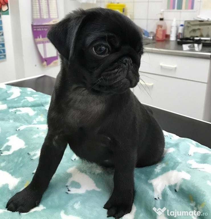 Cățeluș pug femelă neagră de vânzare