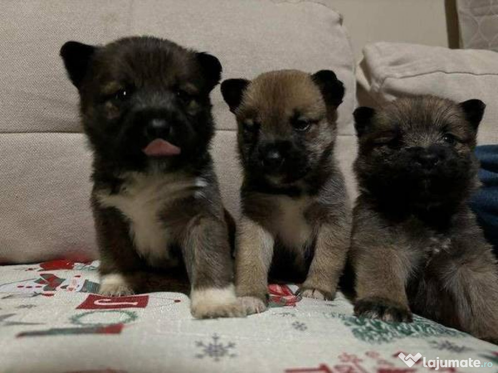 Pui metis Shiba Inu prețioși, pentru relocare, contra cost