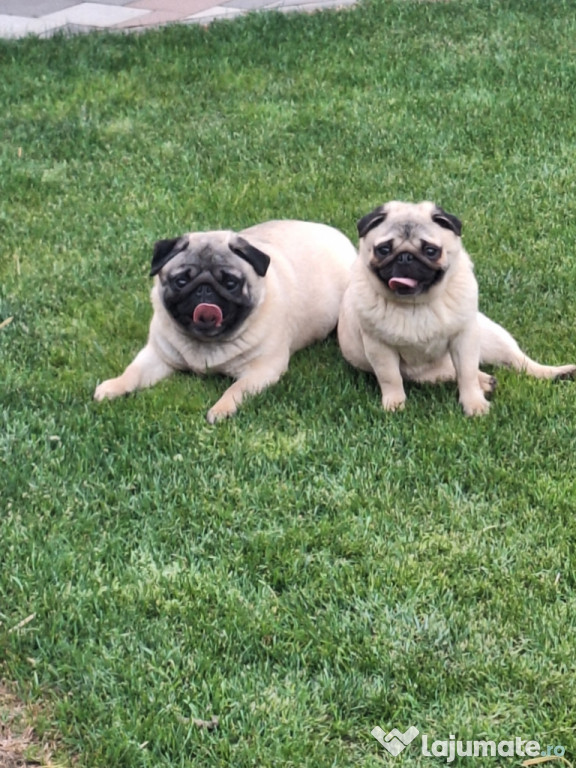 Pereche Mops / Pug