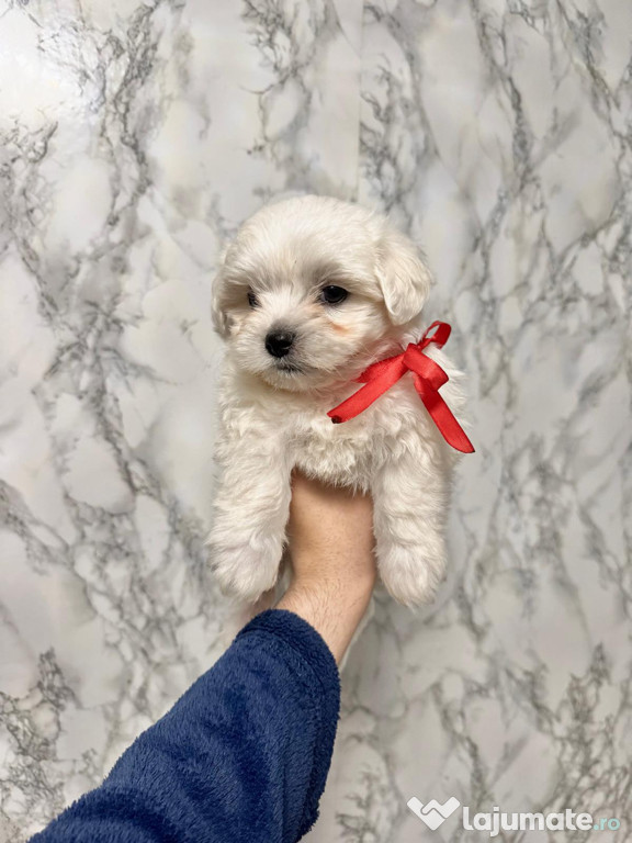 Vand Bichon Maltez Mini Toy