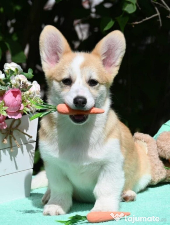 Welsh Corgi Pembroke Cățeii