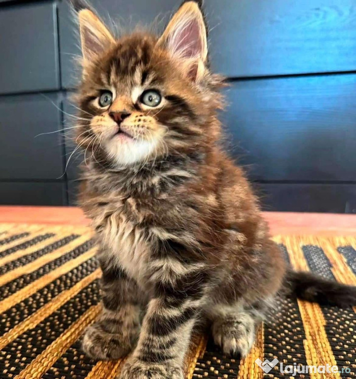 Maine Coon rasă pură