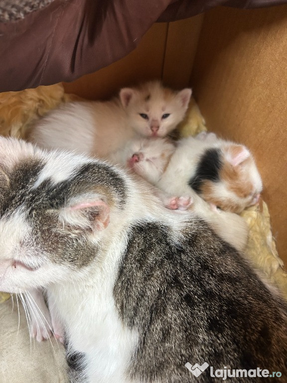 Dau spre adopție trei pisoiași adorabili