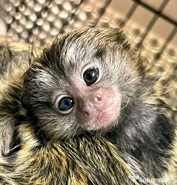 Maimuțe marmoset și capucin drăguțe pentru relocare.