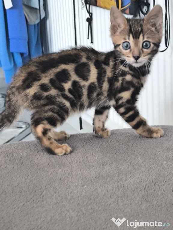 Pui de bengal / bengaleza