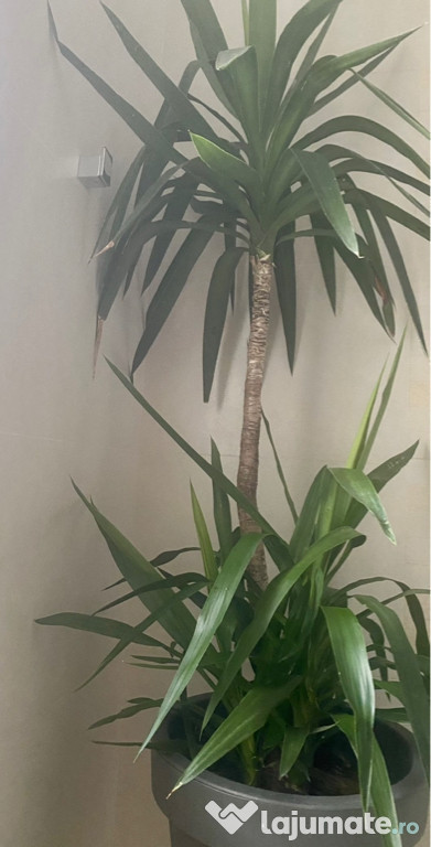 Yucca 1, 75 cm, cu 2 pui, cu tot cu glastra
