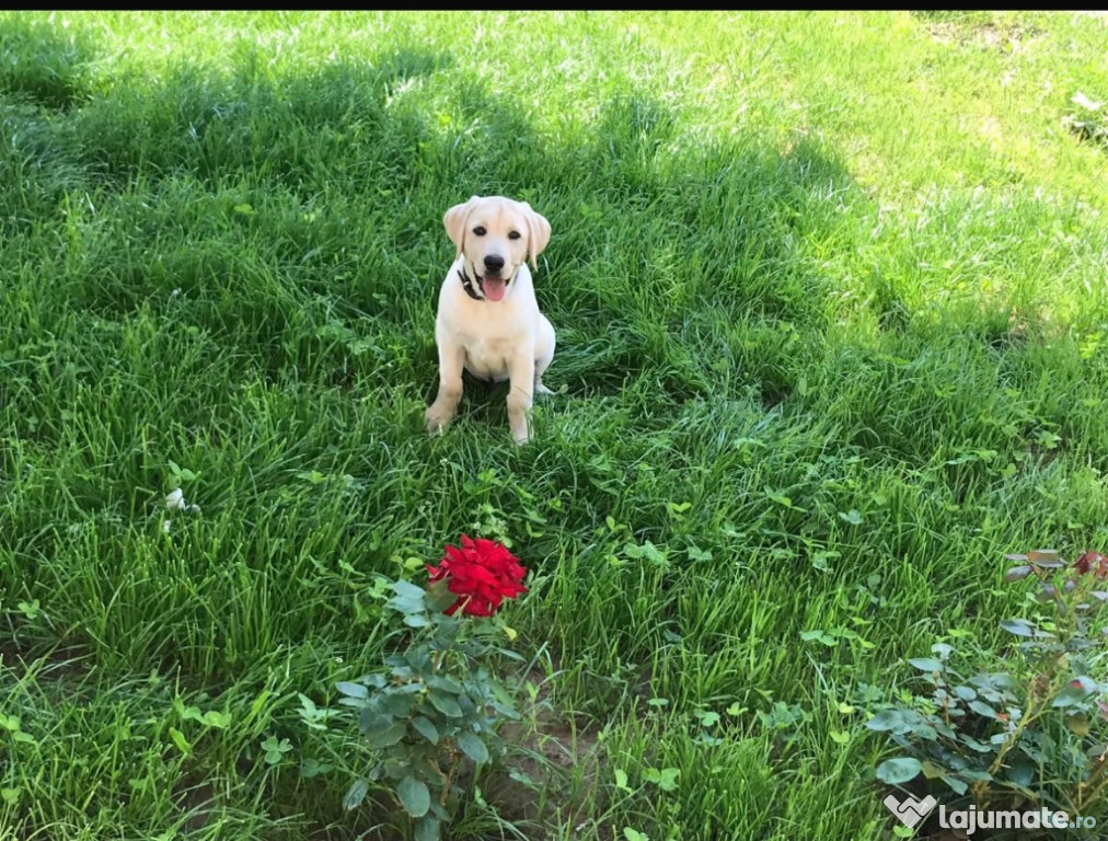 Labrador retriever auriu
