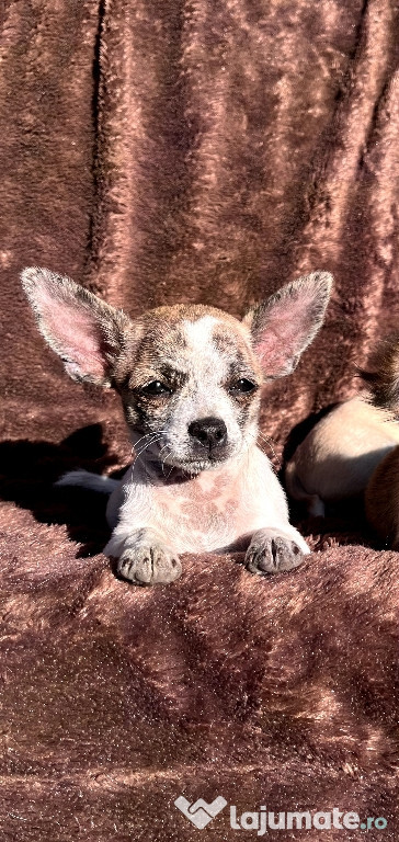 Pui - Chihuahua mini