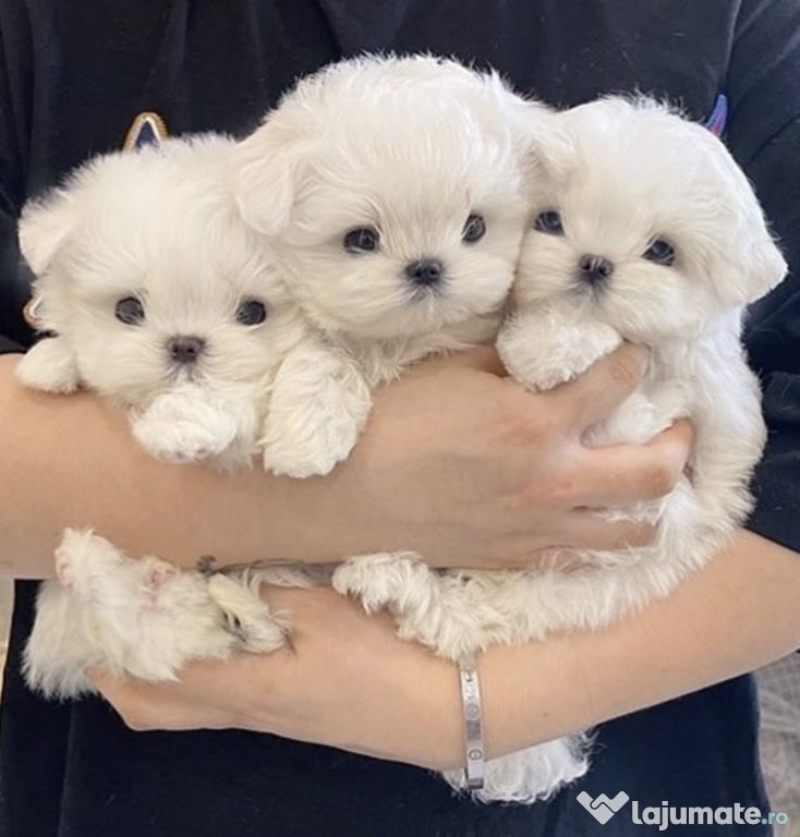Pui bichon maltez mini toy