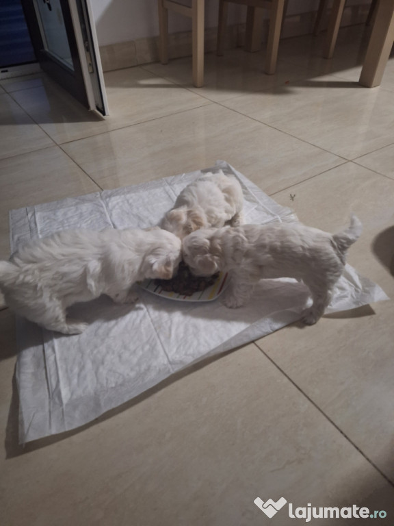 Bichon Maltez rasa pura