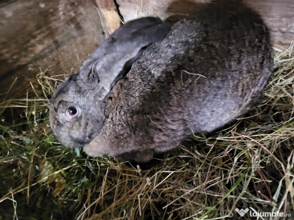 Vând iepurași – Uriaș German – 1 lună jumătate
