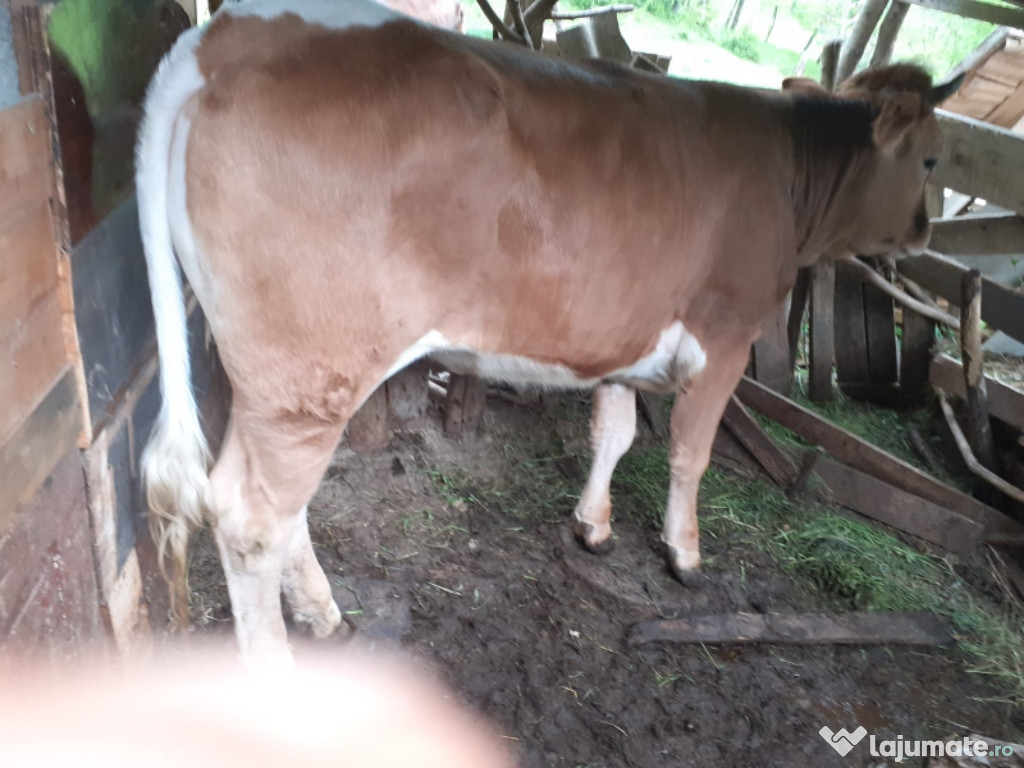 Vaca,Junice,Vitea