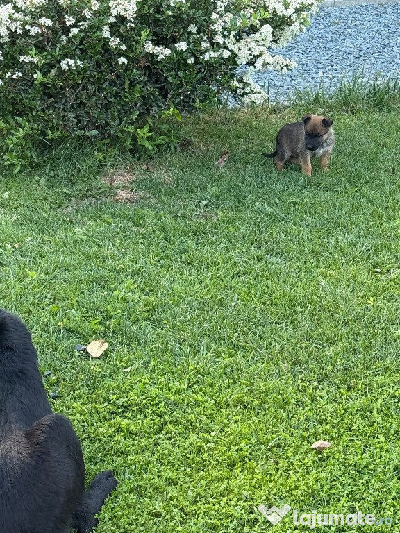 Catei ciobanesc belgian-malinois