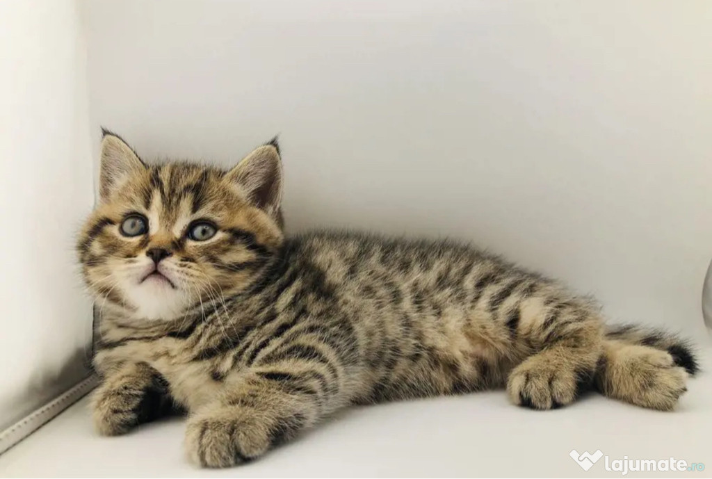 British shorthair băieței și fetițe