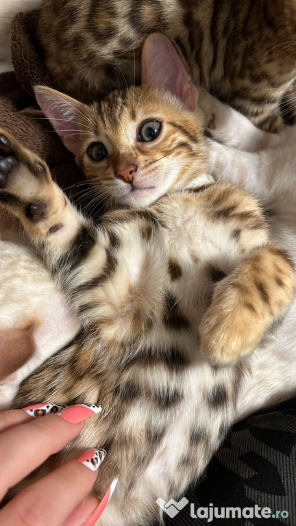 Bengal puiuți superbi