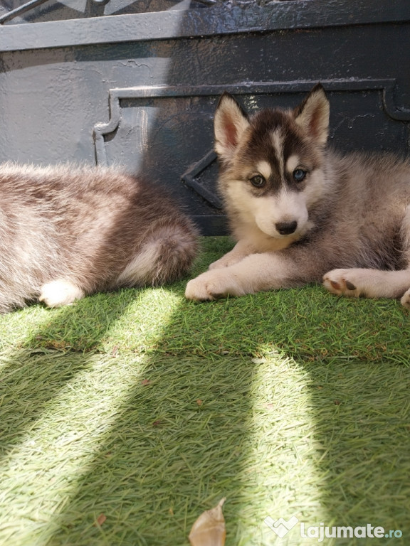 Husky Siberian disponibil