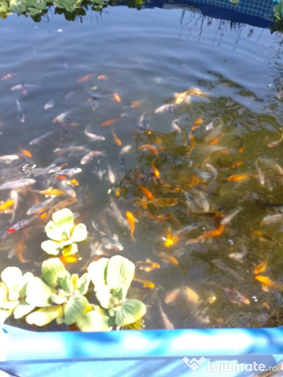 Crapi Koi, carasi Shubunkin, Pistia - salata de apă, Nil