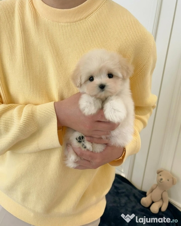 Maltipoo Toy ! Poze reale ! 0740 755 041