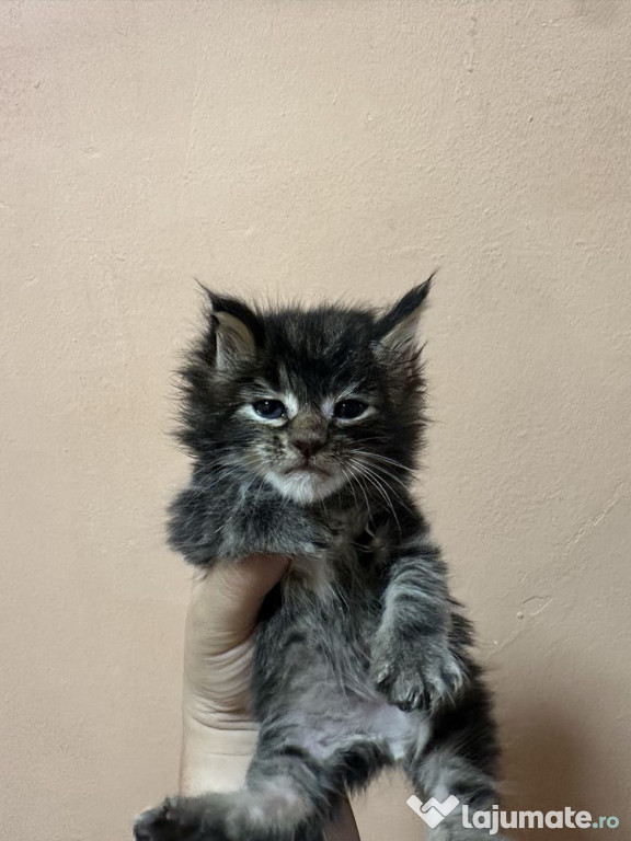 Maine coon pui superbi