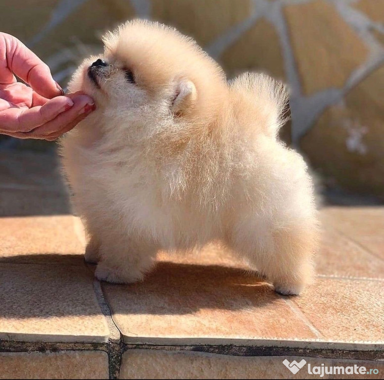 Pomeranian ursuleț talie mica