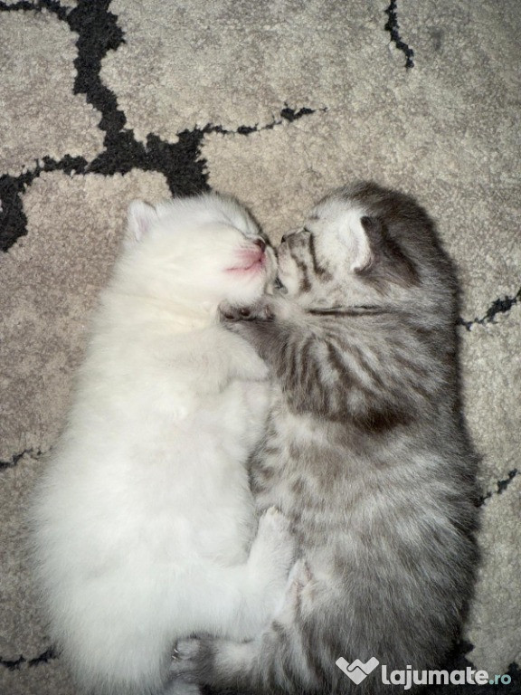 Pisoi British Shorthair – 8 saptamani, crescuti in casa (fara pedigree