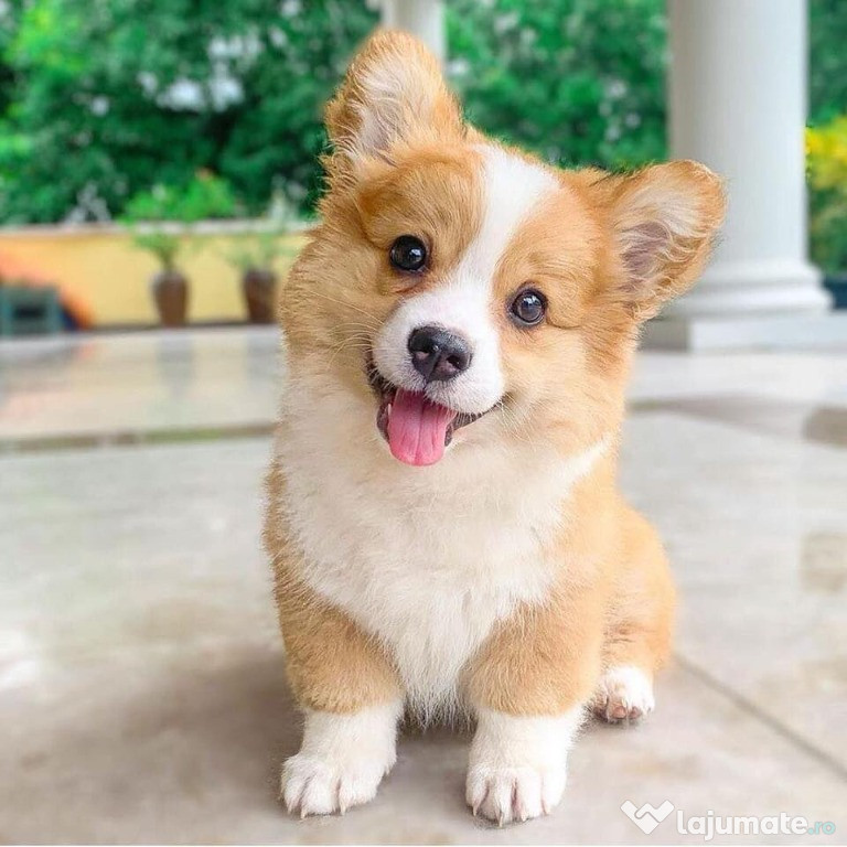 Corgi galez excelent