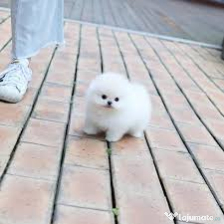 Pomeranian boo teacup