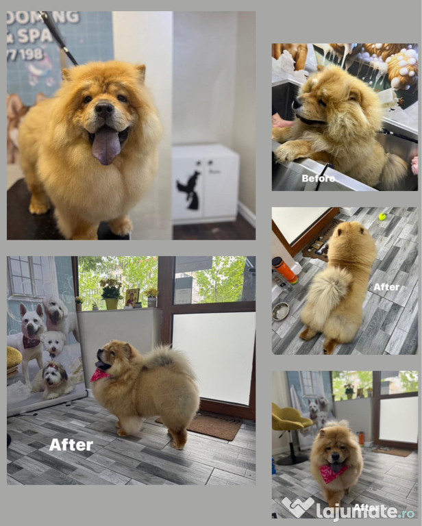 Salon canin Galați / Frizerie canină Galați