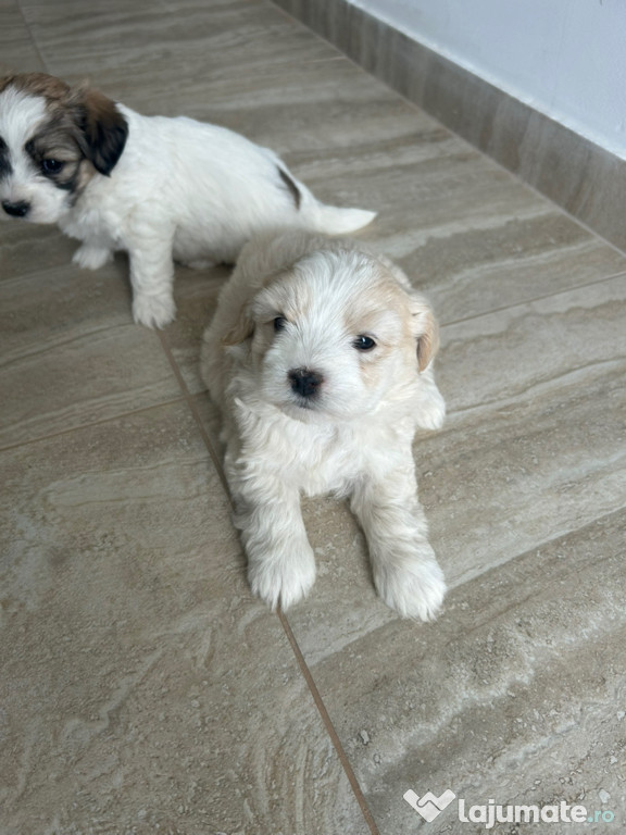 Pui bichon maltez