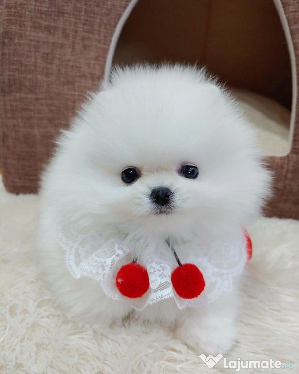 Pomeranian mini boo toy