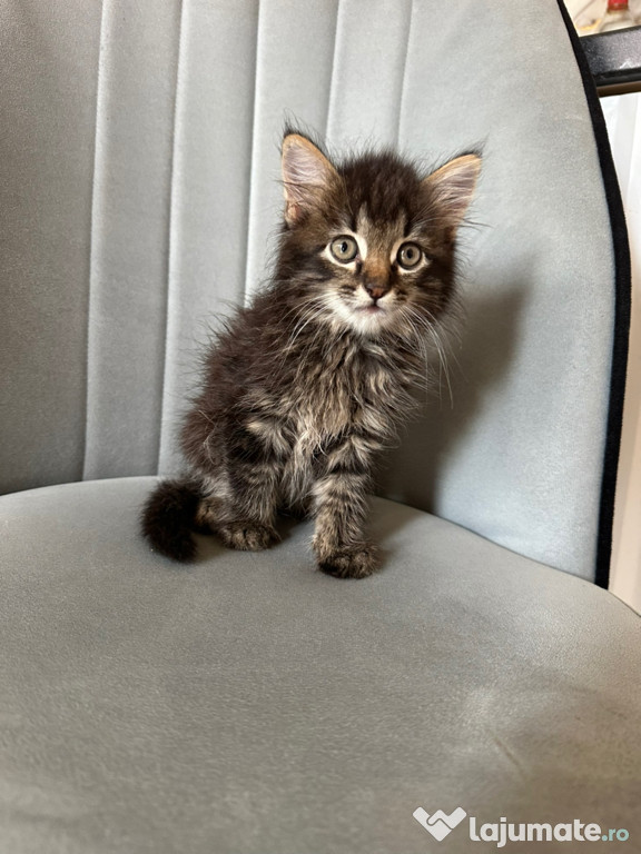 Maine coon băieței și fetițe