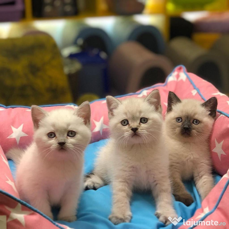 British shorthair băieței și fetițe