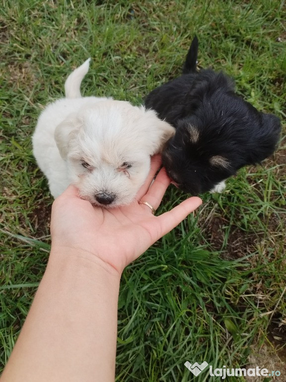 Catei pui de Bichoni Maltez cu talie mica!