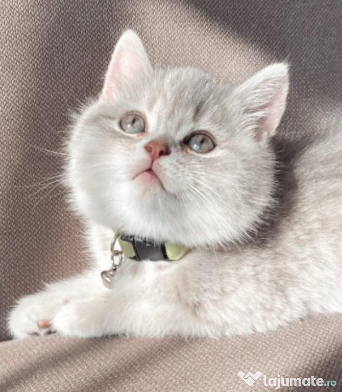 British shorthair puiuți