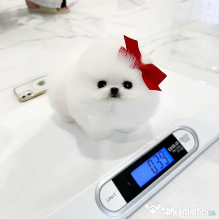 Pomeranian Boo mini