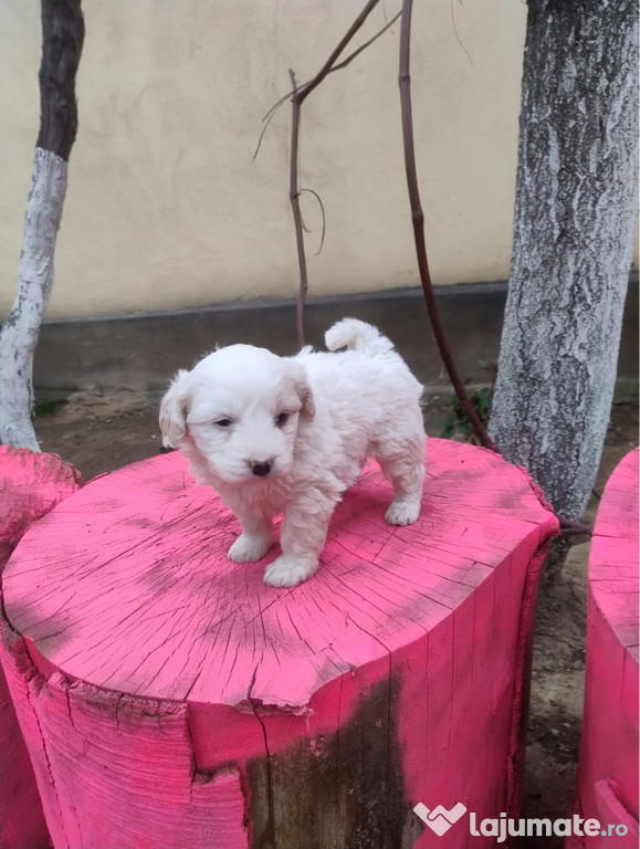 Bichon maltez fetițe deparazitate