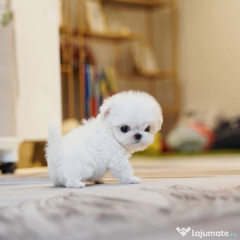 Bichon maltez mini toy