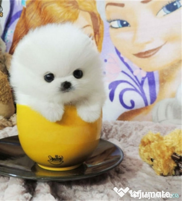 Pomeranian mini boo talie mica