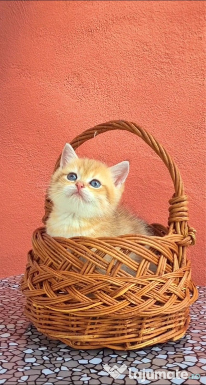 British shorthair băieței și fetițe