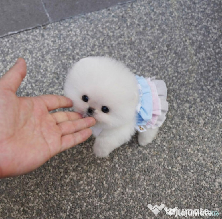 Pomeranian mini toy
