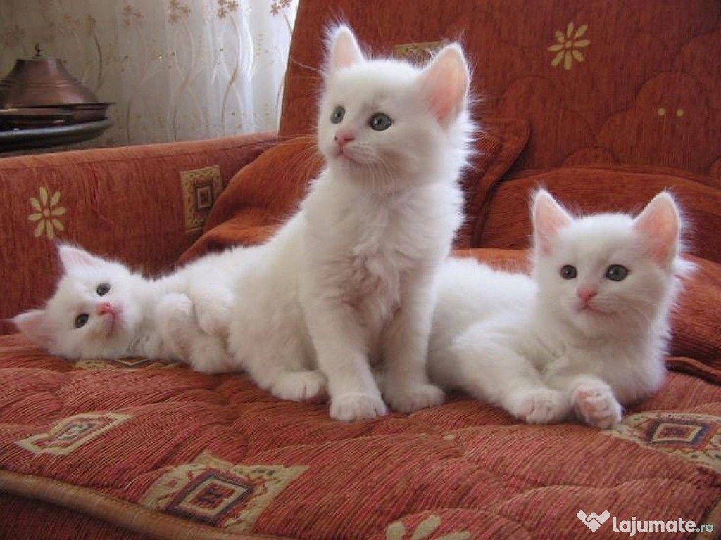 Angora turcească pui