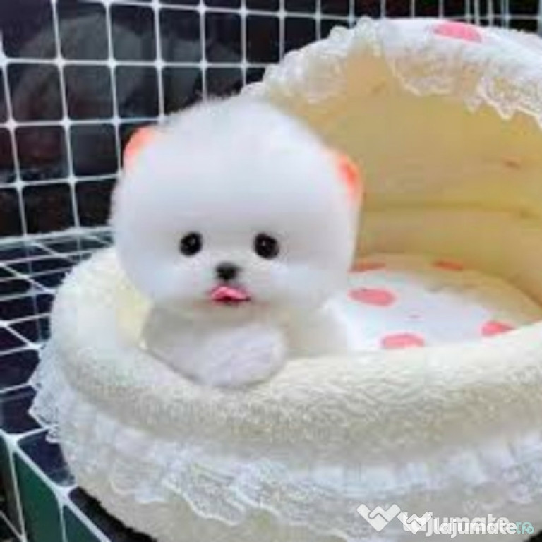 Pomeranian ursulet boo