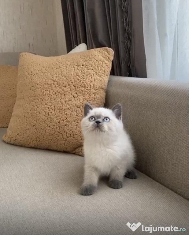 British shorthair pui