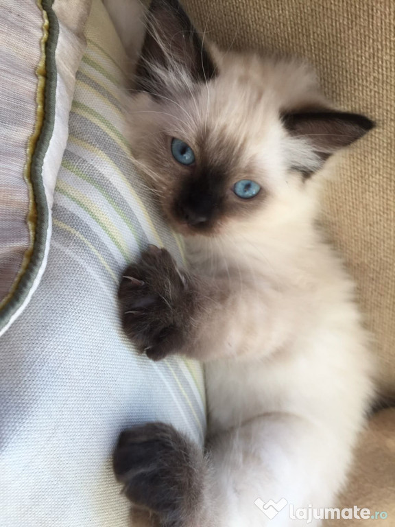 Ragdoll rasa pura