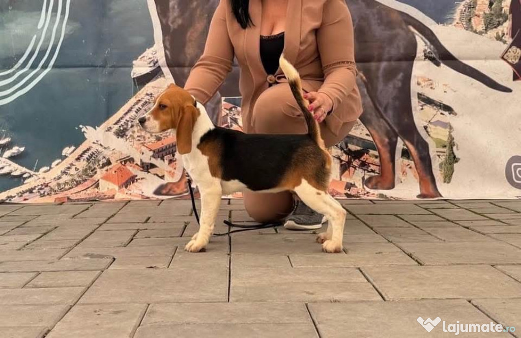 Femele de Beagle de 8 luni